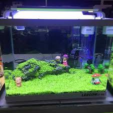 Seperti aksesoris hiasan untuk di dalam aquarium dari potongan pohon misalnya yang sering dicari dan banyak dijadikan berbagai macam bentuk hiasan seperti salah satu pengrajin hiasan aquarium yang berhasil ayobandung.com temui di pasar ikan muara kota bandung pada jumat (21/6/2019). Benih Rumput Akuarium Aquarium Grass Aquatic Plant Seeds Aquascape Ready Stock Shopee Malaysia