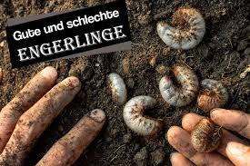 Weisse Raupen Larven In Der Erde Gute Und Schlechte Engerlinge