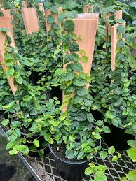 Image result for Ficus pumila