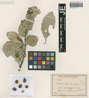 Image result for Xymalos monospora