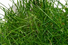 Image result for Eleocharis caduca