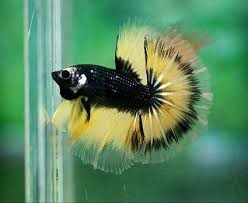Black And Yellow Fish Freshwater Black Yellow Cellophane Butterfly Ohm Male With Images Betta Betta Fish Halfmoon Betta