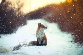 20 Magical Photos Of Foxes During Winter Time Animals Fox In Snow Animals Beautiful