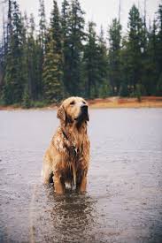 Use Discount Code Tumblr Friends To Get 15 Off Your Order At Www Escuyer Com Yavru Kopek Golden Retriever Kopek