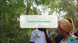 Image result for Albizia antunesiana