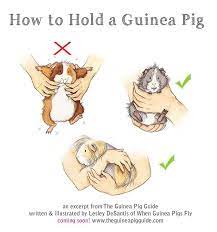 Pin On Guinea Pig Care