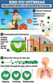 1 preventing contracting bird flu. Bird Flu Outbreak In Suffolk Could Spread To People The Signs To Watch Out For