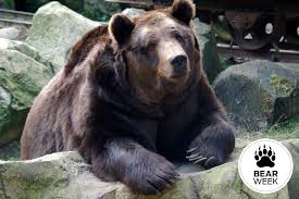 During their active period of the day, animals in torpor maintain a normal body temperature, breathing and heart rate. Ask A Bear Do You Dream While You Hibernate