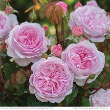 New Perennials For 2016 Beautiful Flowers David Austin Roses Flower Show