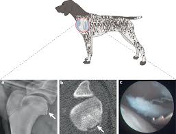 Bone cancer bone tumors in dogs and cats can arise in any bone of the body including the long bones within limbs, toes, spinal vertebrae, ribs and the skull. Spontaneous Dog Osteoarthritis A One Medicine Vision Nature Reviews Rheumatology