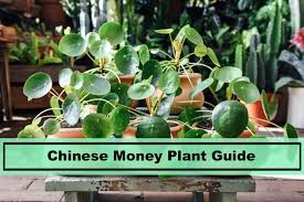 Many indoor plants are believed to bring prosperity and good luck. Chinese Money Plant Pilea Peperomioides Caring And Growing Tips Plants Spark Joy