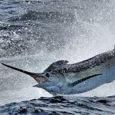 • marlins can swim faster than swordfish. Marlin Fishing Fishing Tackle Techniques Destinations And Fishing Charters Tom S Catch