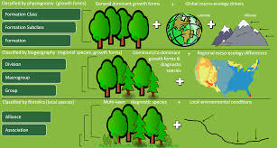 natural vegetation classification the u s national