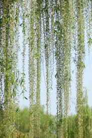 Download vines images and photos. Willow Tree Vines Stock Photo Picture And Royalty Free Image Image 89113683