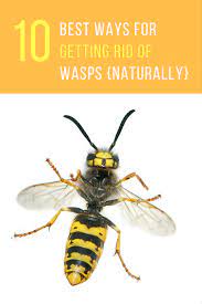 Maybe you would like to learn more about one of these? Take Back Your Lawn 10 Natural Ways To Get Rid Of Wasps