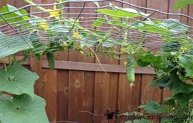Cucumber Trellis Diy How To Make A Cucumber Arch Trellis Cucumber Trellis Diy Diy Garden Trellis Vegetable Garden Trellis