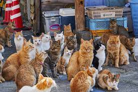 能夠一睹眾多貓主子聚集的體驗 在當今社會大有市場 vcg cat city cat lovers cats
