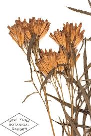 Image result for Tagetes minuta