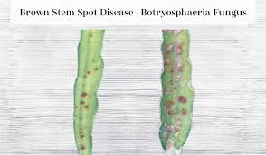 Players may burn the pie while baking one, resulting in a burnt pie. Dragon Fruit Stem Rot 3 Effective Treatments Fruitinformation Com