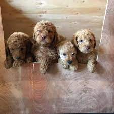 You'll be sure to love your new red golden doodle! Goldendoodles For Sale Uk Community Facebook