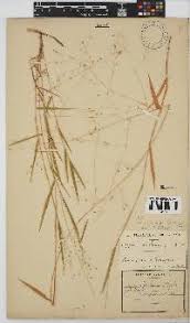 Image result for Panicum arcurameum