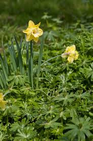 Dieser service ist absolut kostenfrei und ohne jegliche. Wilder Garten Checkliste Hast Du Einen Wilden Garten