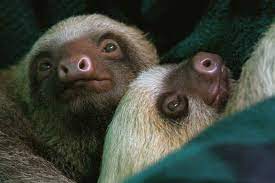 17 Astounding Facts About Sloths Cute Baby Sloths Cute Sloth Sloth