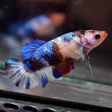 Live Betta Fish Big One 1 6 Inch Body Fancy Blue Koi Halfmoon Plakat Female 638 Betta Fish Betta Blue Koi