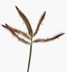 RÃ©sultat de recherche d'images pour "Cyperus rotundus"