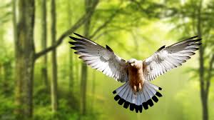 Bird 4k Wallpapers Top Free Bird 4k Backgrounds Wallpaperaccess Birds aren't only known for their striking appearance or beautiful plumage, it's their intelligence that plus, let's not forget that some birds are mighty speedsters.