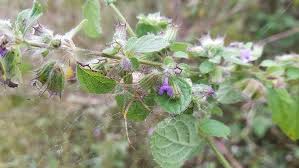 Image result for Hyptis