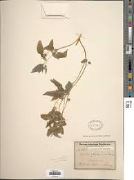 Image result for Aspilia ciliata