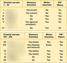 Cranial Nerve Chart Diagram Quizlet