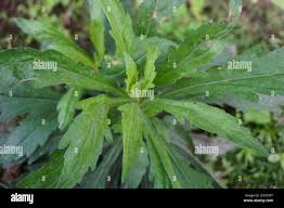 Image result for Erigeron bonariensis
