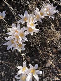 Image result for Gethyllis