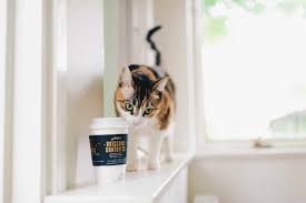 This is a question many cat owners often wonder about. Can Cats Eat Yogurt What To Know If Your Cat Takes A Bite