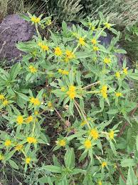 Image result for Flaveria trinervia