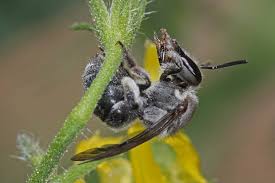 Image result for Lipotriche