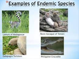 Endemic species are plant or animal species that are native of, and confined to a particular region. Definition For Endemic Species Definitionus