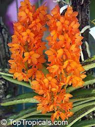 Dendrobium Orchid Orquideas