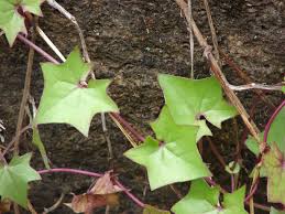 Image result for Delairea odorata