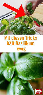 Mit Diesen Tricks Bleibt Basilikum Ewig Frisch Basilikum Kuchenkrauter Basilikum Pflanzen