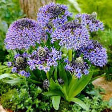 Image result for Scilla