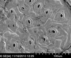 Image result for Zanha golungensis