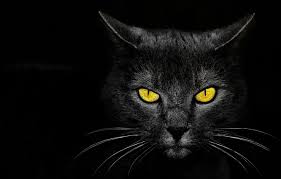 Download and use 80,000+ black cat stock photos for free. Wallpaper Eyes Background Monster Kill Black Cat Images For Desktop Section Koshki Download