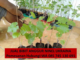 Jual pohon kurma bandung jawa barat hubungi 0812 4902 5398 tersedia bibit kurma aneka jenis. Pusat Bibit Wa 0857 4513 0691 Tempat Jual Bibit Anggur Trans Bekasi Di 2021 Anggur Hijau Anggur Merah Anggur