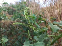 Image result for Phytolacca dodecandra