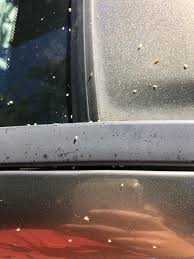 Whiteflies, spider mites or mealybugs. Tiny Yellow Bugs Covering Our Car Which We Park Under A Big White Oak Tree In Central Nc Whatsthisbug