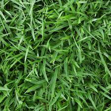 Harmony Zoysia Sod Plugs 36 Count Trays Hhzoysiatrays The Home Depot Zoysia Sod Grass Plugs Grass Seed For Shade