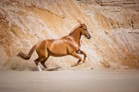 Pferd In Einer Sandgrube Horse In A Sandpit Pferde Fotografie Pferdefotografie Pferdefotos